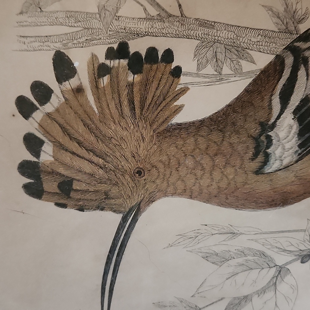 Rare Mid-19th Cent c.1853 London Hoopoe Bird Hand-Colored Engraving w Rare Frame - Picture 4 of 8